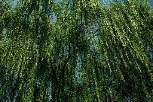 Lush foliage of a green willow tree  in close-up for an environmetal artistic design or a screen saver