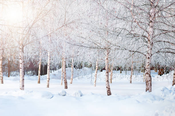 istock Young birches covered with snow and hoarfrost 1257838159
