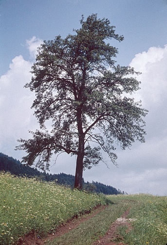Switzerland, 1975. Track across the fields with tree.
