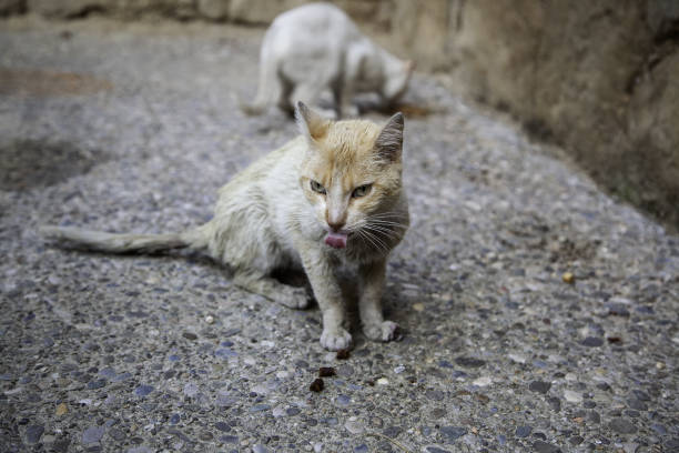 Dramatic image of a homeless cat licking