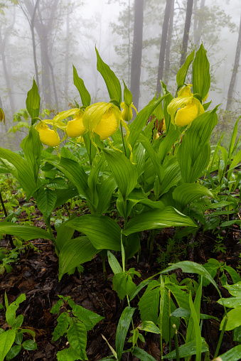 These Large Yellow Lady’s Slipper orchids were photographed at Mount Magazine State Park, Arkansas.