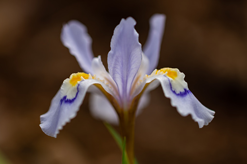 This Dwarf Crested Iris was photographed on Mount Magazine, Arkansas.