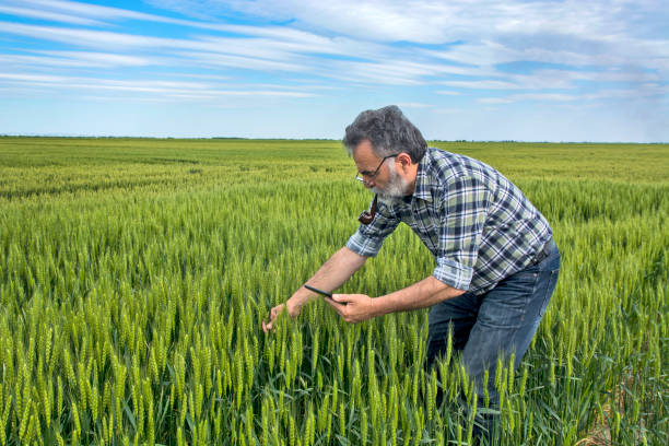 istock Farmer in the field 1257840715