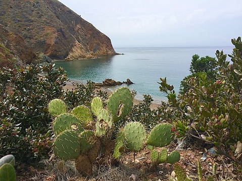 Take high above the ocean of a cactus overlooking the ocean on a remote part of Catalina Island.