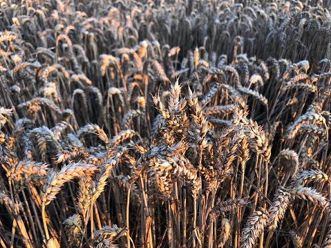 Image of a wheat field at sunset in the west of Germany