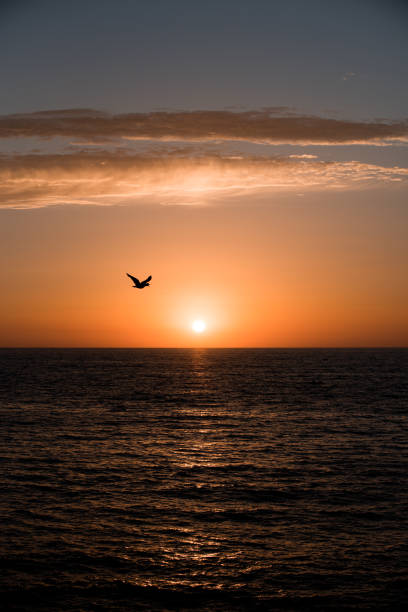 istock View of La Jolla beach in the summer 1257841789