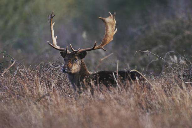 istock Deer at knepp castle estate 1257842650