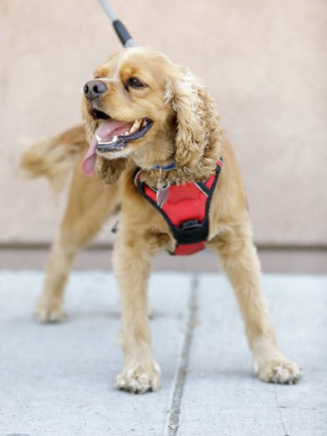 istock 1-Year-Old American Cocker Spaniel Puppy Male 1257843577