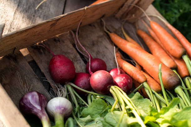 istock Concept for root vegetable, organic raw food 1257845417