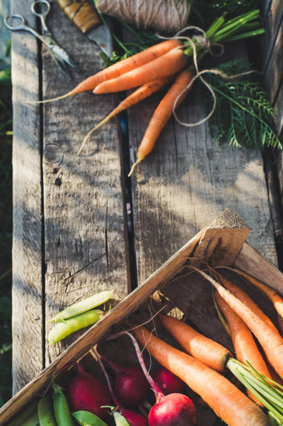 istock Concept for root vegetable, organic raw food 1257845424