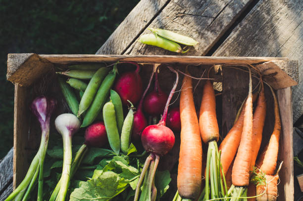 Concept for root vegetable, organic raw food