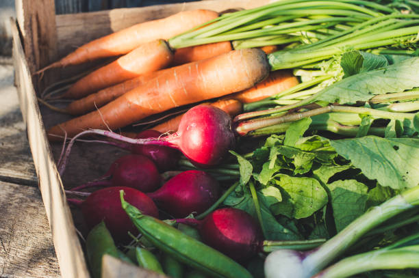 istock Concept for root vegetable, organic raw food 1257845434