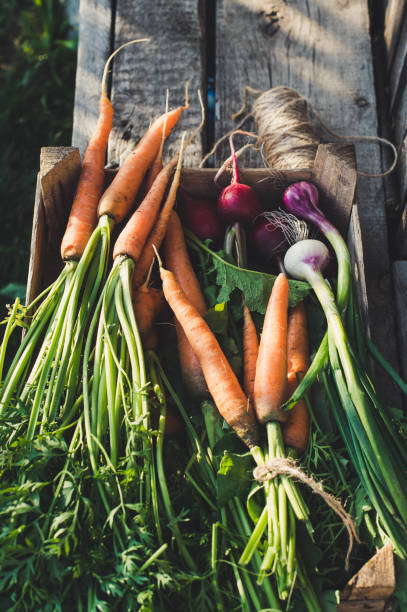 istock Concept for root vegetable, organic raw food 1257845441