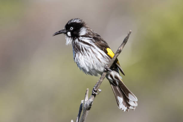 istock New Holland Honeyeater 1257845591