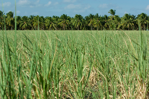 Sugar cane plantation in Brazil's Northeast region for the production of ethanol fuel, palm trees plantation on the background.