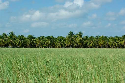 Sugar cane plantation in Brazil's Northeast region for the production of ethanol fuel, palm trees plantation on the background.