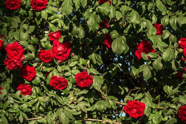 istock red rose bush in the garden 1257846432