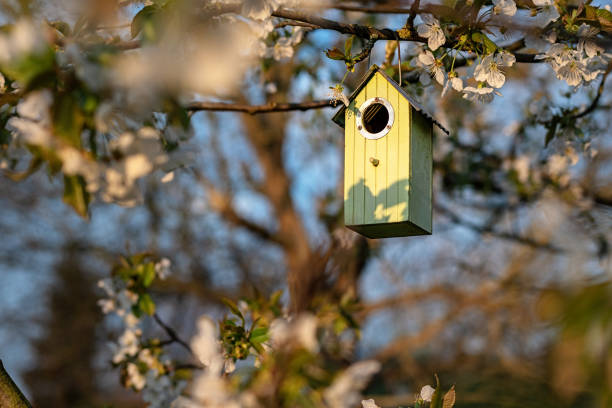 istock Birdhouse in spring with blossom cherry flower 1257846565