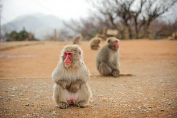 Monkeys sit on the ground. Kyoto, Japan.