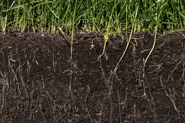 l’herbe avec des racines et du sol - micro organisme photos et images de collection