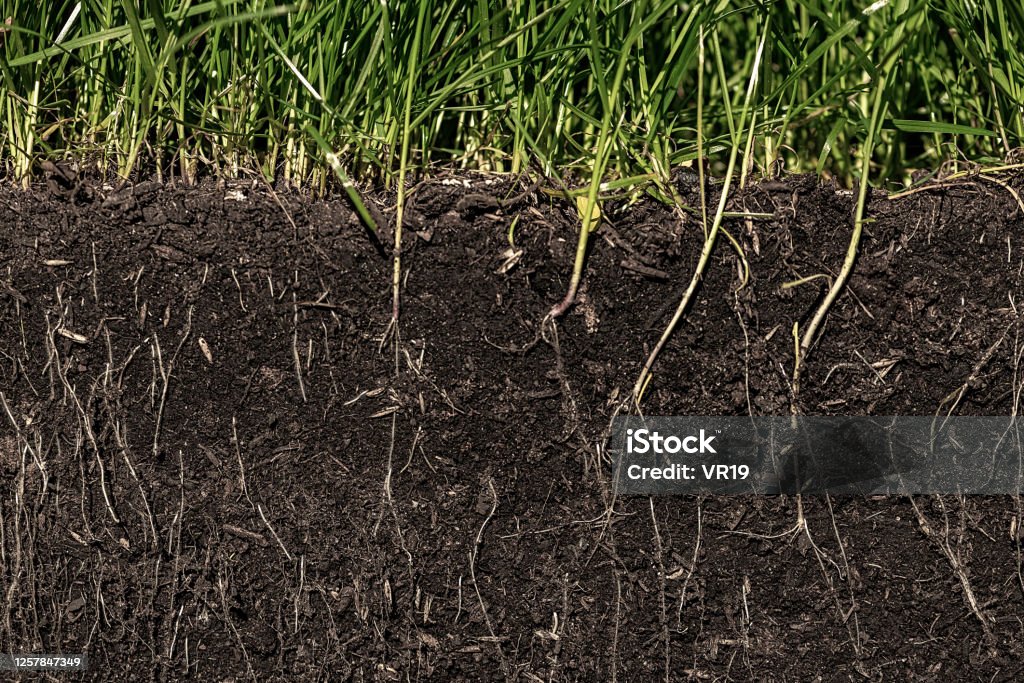 grass with roots and soil Dirt Stock Photo