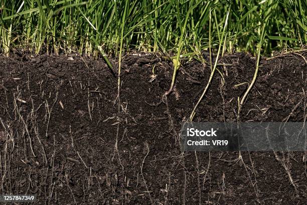 Grass With Roots And Soil Stock Photo - Download Image Now - Dirt, Land, Soil Sample