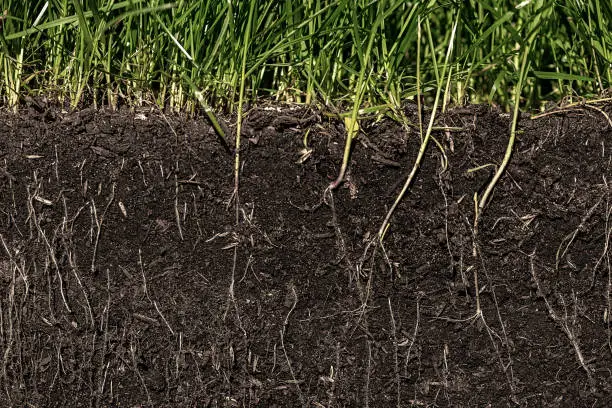 Photo of grass with roots and soil