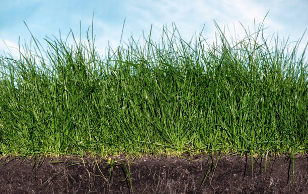 istock Green section of a grass with the soil and roots under blue sky 1257847389