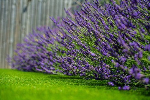 Purple lavender in a summer garden