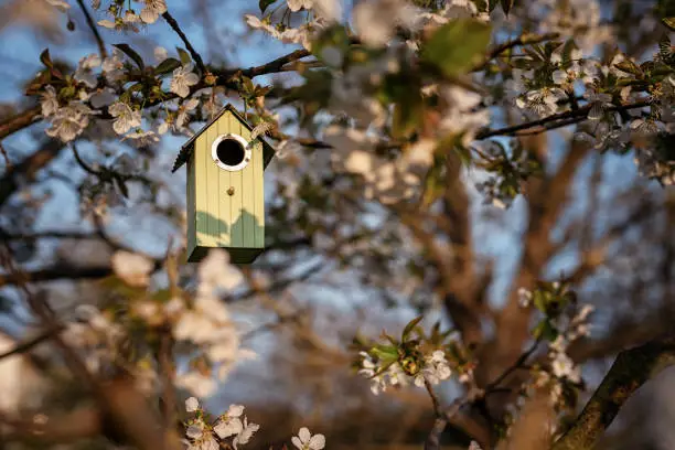Birdhouse in spring with blossom cherryflower