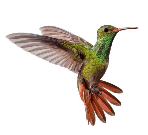 istock flying hummingbird isolated on white background 1257849200