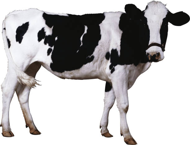 istock black and white cow isolated on white background 1257850325
