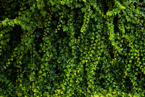A wall of green ivy  in a residential backyard during Covid-19. This is what we look at every day while we eat breakfast during the pandemic.