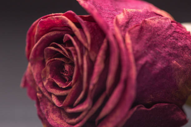 istock Close-up of a dried rose 1257851059
