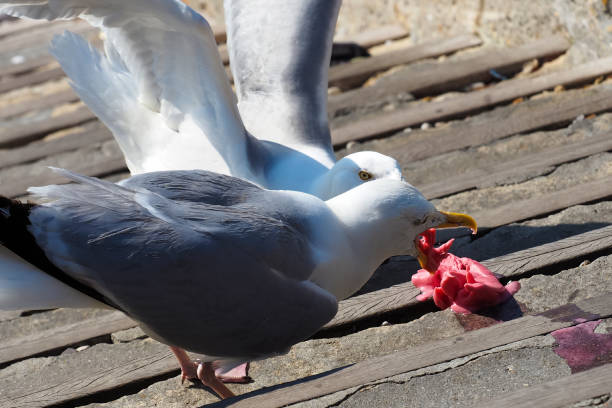 Two seagulls are fighting for stolen ice cream. Laridae, gull Two seagulls are fighting for stolen ice cream. Laridae, gull stealing ice cream stock pictures, royalty-free photos & images