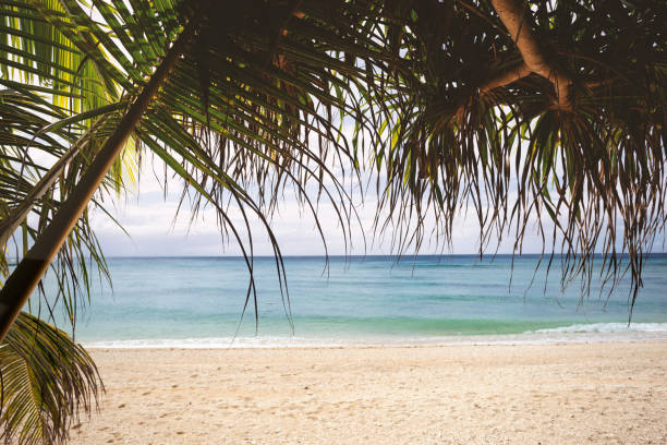 istock Tropical beach with sandy shore and blue water through palm tree leaves 1257853350