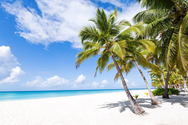 white sandy beach with sea and palms - 7109 imagens e fotografias de stock