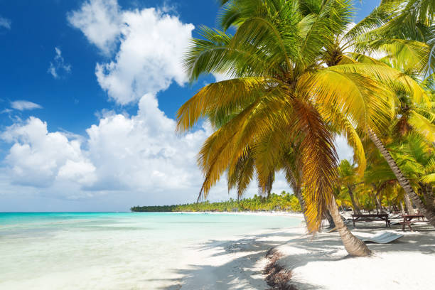 istock White sandy beach with sea and palms 1257853496