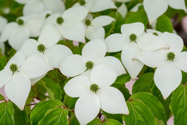istock White flowers on the roadside tree in summer 1257855133