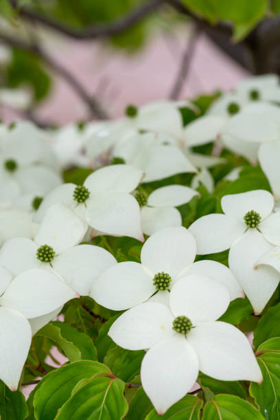 istock White flowers on the roadside tree in summer 1257855177