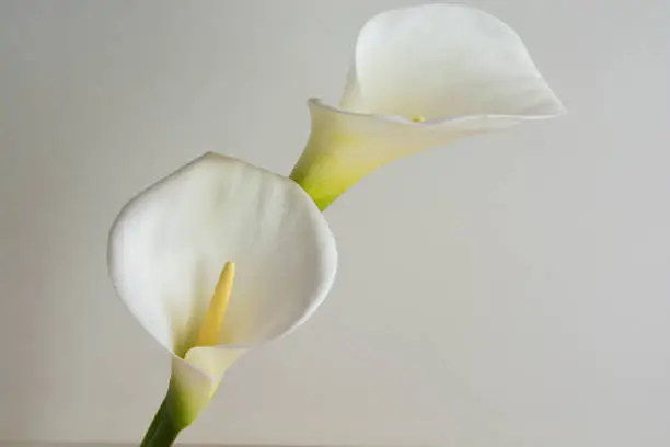 White calla lilies on white background