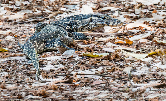 A Varanus monitor, a kind of scavenger, in nature, Thailand.
