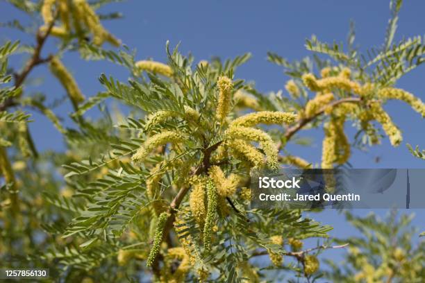 Prosopis Glandulosa Bloom Twentynine Palms 050120 D Stock Photo - Download Image Now