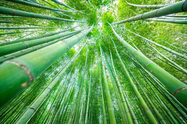 Kyoto, Japan canopy wide angle view looking up of Arashiyama bamboo forest park pattern of many plants on spring day with green foliage color in Daikakuji temple