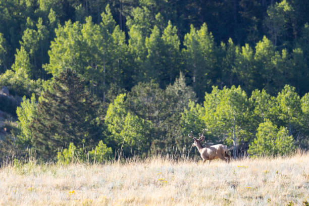 istock Herd of Mule Deer Bucks 1257857248