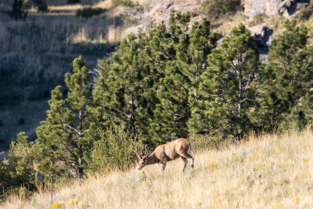 istock Herd of Mule Deer Bucks 1257857786