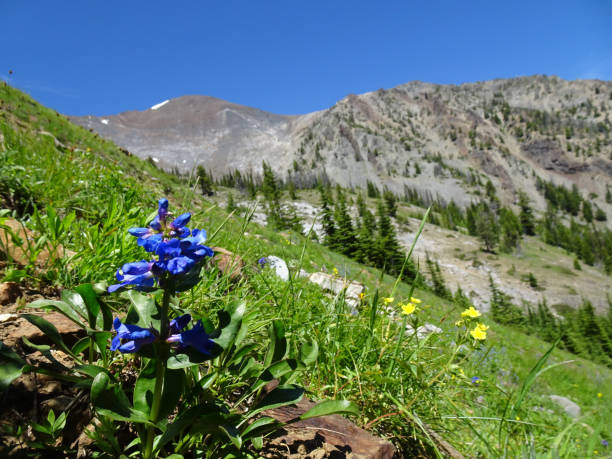 istock Hike to Ice Lake 1257857825