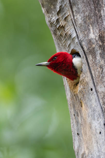 Red-Headed Woodpecker, Lee Creek Park, Van Buren, AR