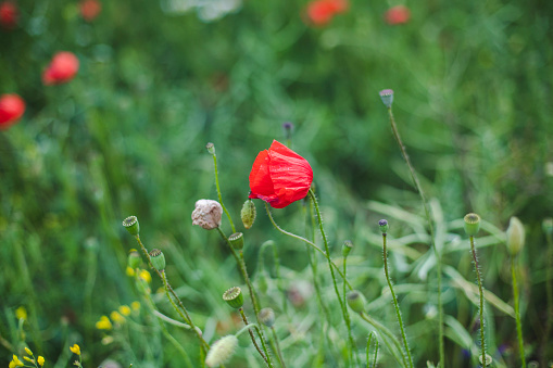 Close-up  image of a single blossoming poppy and many still young ones around it. Rest of the flower bed displayed in defocused background.