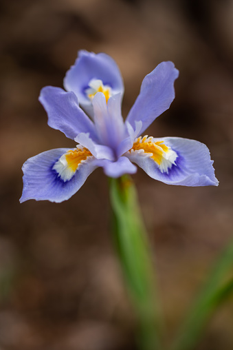 A Dwarf Crested Iris, photographed on Mount Magazine, Arkansas.